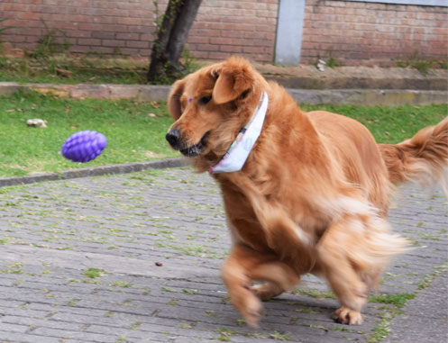 perro jugando pelota